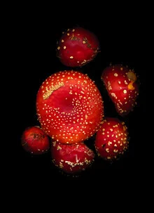 Photo art by Ramona Reimann: Fly agarics in soft tones against a dark background.