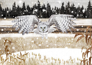 Katherine Blower, Great grey Owl