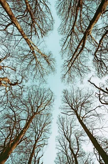 Photo art by Manuela Deigert: looking up at an autumn sky