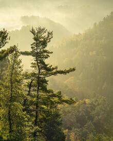 Ronny Behnert, Basteiaussicht im Nebel Elbsandsteingebirge