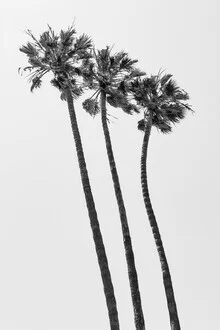 Fotokunst von Melanie Viola: Monochrome Palmen am Strand in ruhiger Atmosphäre