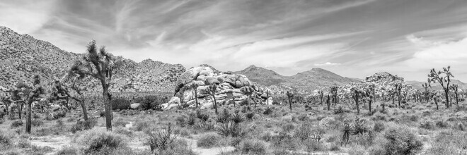 Melanie Viola, Joshua Tree National Park Panoramic View