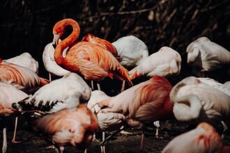 Florian Paulus, [: flamingo]