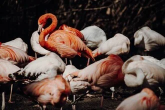 [: flamingo] - fotokunst von Florian Paulus