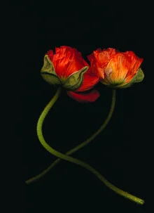 Photo art by Ramona Reimann: red poppies in soft light