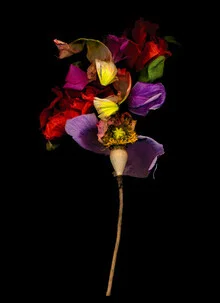 Photo art by Ramona Reimann: colorful flowers with a sensual touch