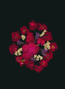 Photo art by Ramona Reimann: vibrant red flower against a dark background