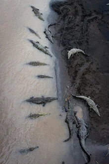 Photo art by Jens Brinkmann: peaceful lunch break of dinosaurs at the river bank