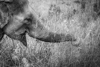 Happy elephant in nature, soft color tones, and a calm atmosphere.