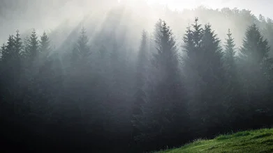 Nebelwald im Karwendel: ruhige, mystische Atmosphäre zwischen den Bäumen