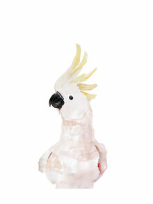 Christina Wolff, Mantika Cockatoo