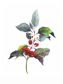 Christina Wolff, Mantika Coffee Plant