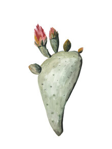 Christina Wolff, Mantika Botanical Cactus Flowers