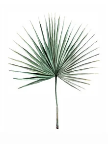 Illustration by Christina Wolff: botanical fan palm in soft green tones