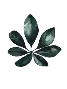 Illustration of a Schefflera leaf, soft colors and details in watercolor style.