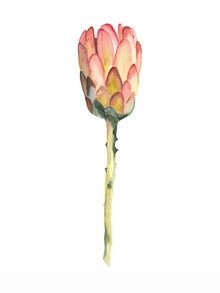 Christina Wolff, Mantika Botanical King Protea