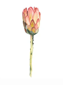 Illustration by Christina Wolff: detailed depiction of a king protea flower