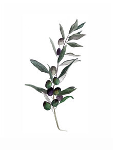 Christina Wolff, Mantika Botanical Olivenzweig