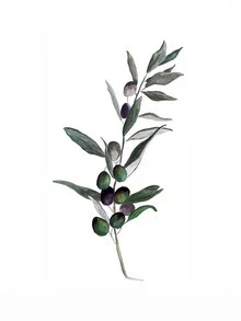 Illustration of an olive branch with delicate leaves in soft green hues