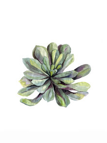 Christina Wolff, Mantika Botanical Succulent