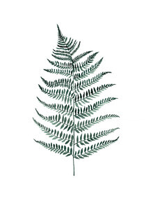 Christina Wolff, Mantika Botanical Silverfern