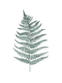 Botanical illustration by Christina Wolff: silvery ferns in soft green tones.