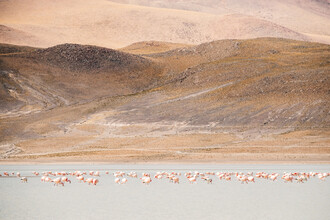 Felix Dorn, Flamingos in the Andes - Bolivia, Latin America and Caribbean)