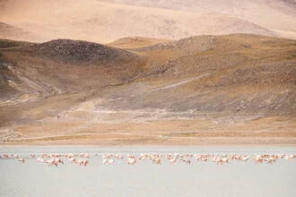 Photo art by Felix Dorn: Flamingos in the Andes, calm colors in desert landscape