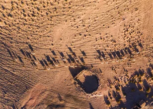 Herd of llamas in the Andes, gentle hills and clear air create a calm atmosphere.