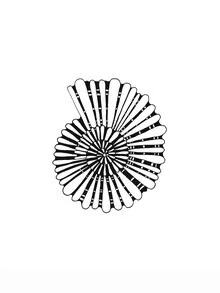 Illustration einer Muschel, sanfte Farben und minimalistisches Design