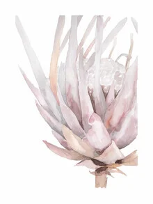 Wall art by Christina Wolff: King Protea in soft pastel colors.