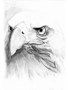 Illustration of an eagle in the sky, gentle pencil drawing by Christina Wolff