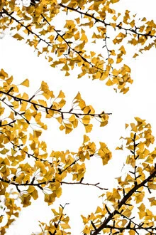Ginko 3 - Fineart photography by Mareike Böhmer