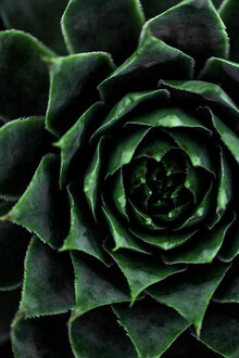 Mareike Böhmer, Succulent 2 - Deutschland, Europa)