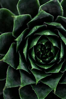 Cactus photo art by Mareike Böhmer: soft green tones and fine details