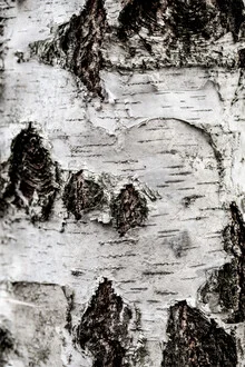 Photo art by Mareike Böhmer: close-up of a birch tree with textured bark