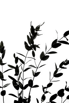 Mareike Böhmer, Eucalyptus Silhouettes 1