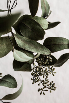 Mareike Böhmer, Eucalyptus 10 - Deutschland, Europa)
