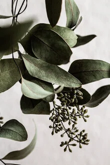 Eucalyptus 10 - fotokunst von Mareike Böhmer