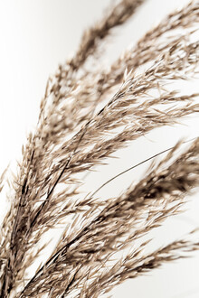 Mareike Böhmer, Grass 14