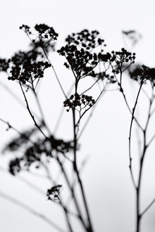 Mareike Böhmer, Silhouettes 4 - Germany, Europe)