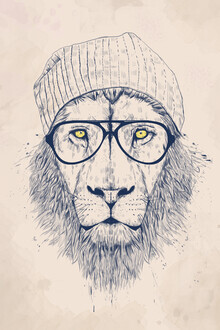 Balazs Solti, Cool lion (Hungary, Europe)