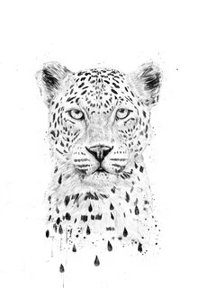 Wall art by Balazs Solti: humorous illustration of a leopard in the rain