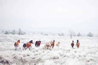 Winter Horseland - fotokunst von Kevin Russ