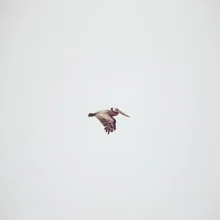 Solo Flight - Fineart photography by Kevin Russ