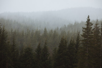 Kevin Russ, Snowy Forks Forest - Vereinigte Staaten, Nordamerika)