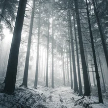 Photo art by Sonja Lautner: Light-filled forest in fog