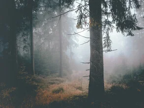 Dreamy forest with soft mist and tranquility, captured by Sonja Lautner
