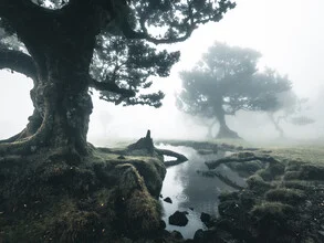Photo art by Sonja Lautner: moody Fanal in Portugal with fog and trees