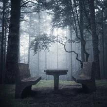 Dark forest with soft light on a bench, calm and moody atmosphere.